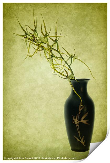 Spider Orchid in Oriental Vase Print by Ann Garrett