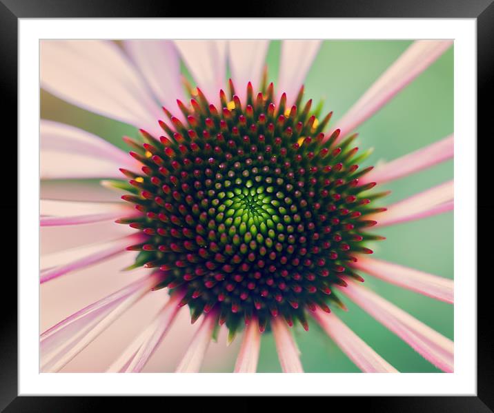 Echinacea Framed Mounted Print by andrew bagley