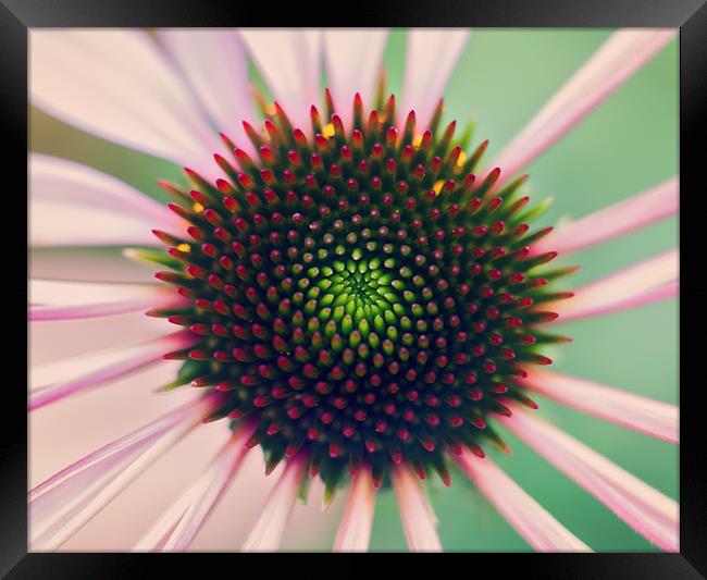 Echinacea Framed Print by andrew bagley