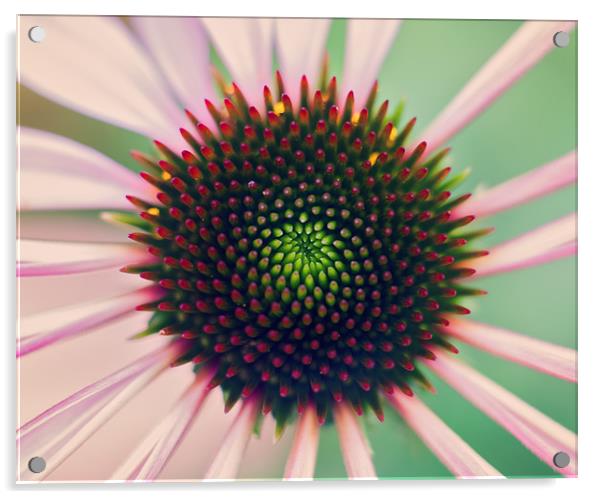 Echinacea Acrylic by andrew bagley