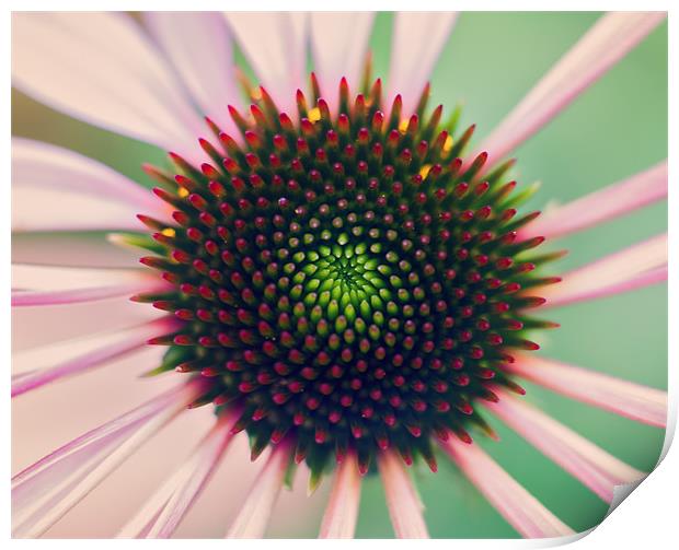 Echinacea Print by andrew bagley