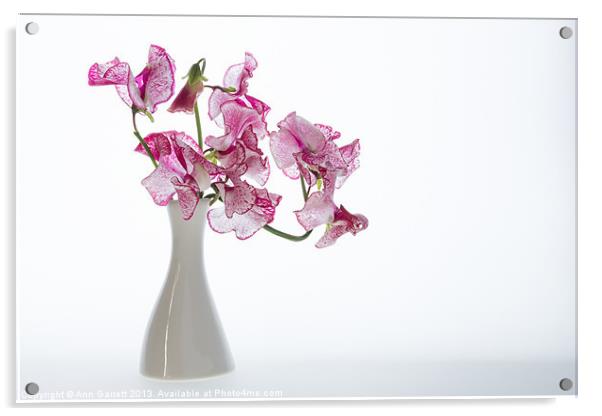 Vase of Pretty Pink Sweet Peas Acrylic by Ann Garrett