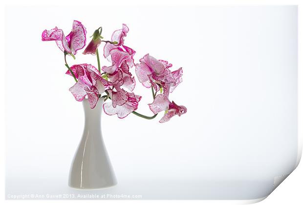 Vase of Pretty Pink Sweet Peas Print by Ann Garrett