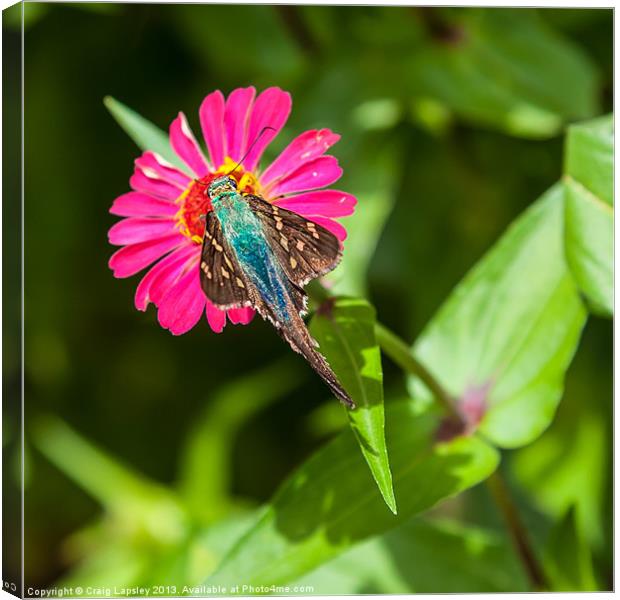 tropical blue butterfly Canvas Print by Craig Lapsley