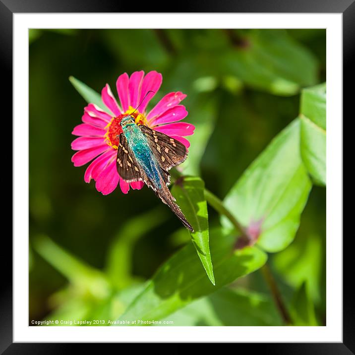 tropical blue butterfly Framed Mounted Print by Craig Lapsley