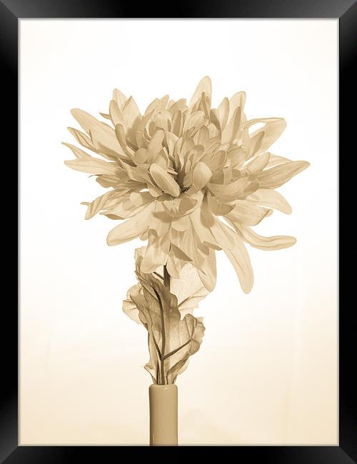 Antique Artificial Flower Framed Print by Mark Llewellyn