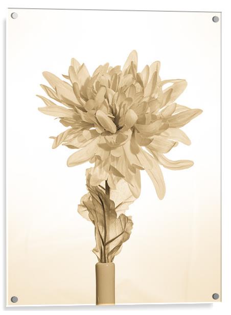 Antique Artificial Flower Acrylic by Mark Llewellyn