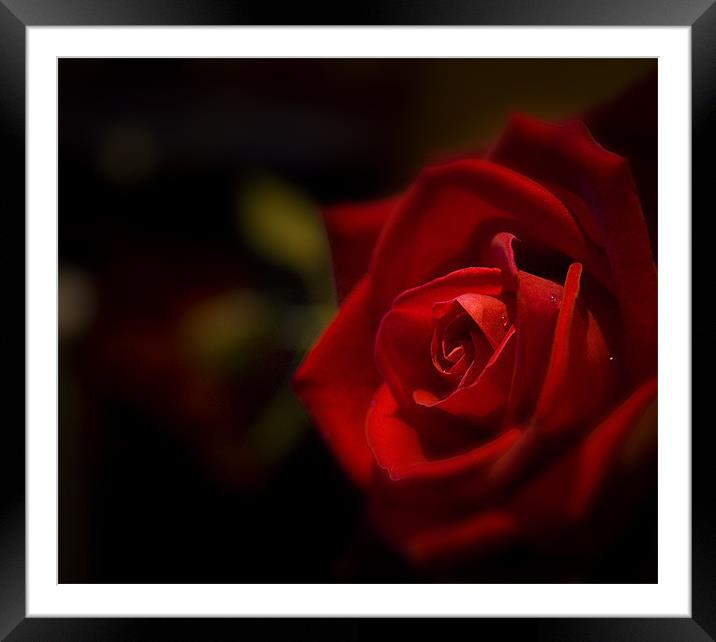 Rose Framed Mounted Print by Tony Greer