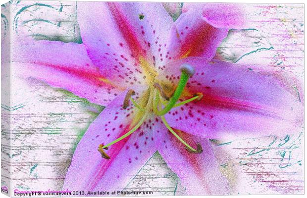 pink lily Canvas Print by carin severn