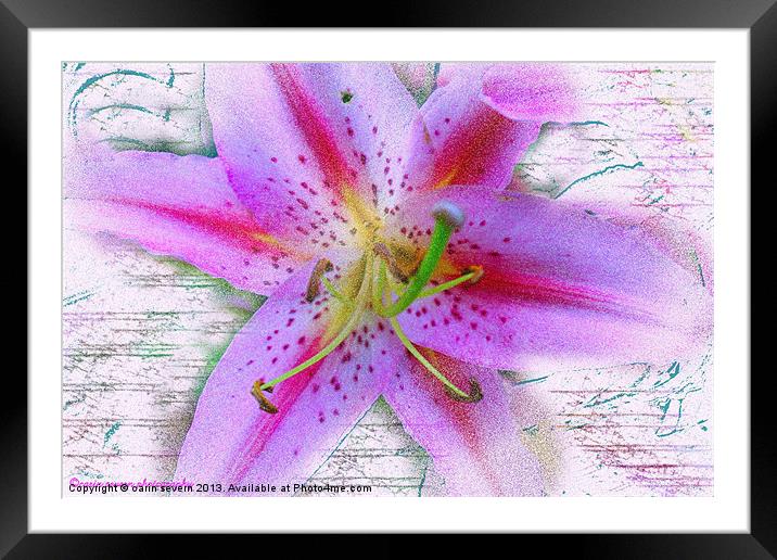 pink lily Framed Mounted Print by carin severn