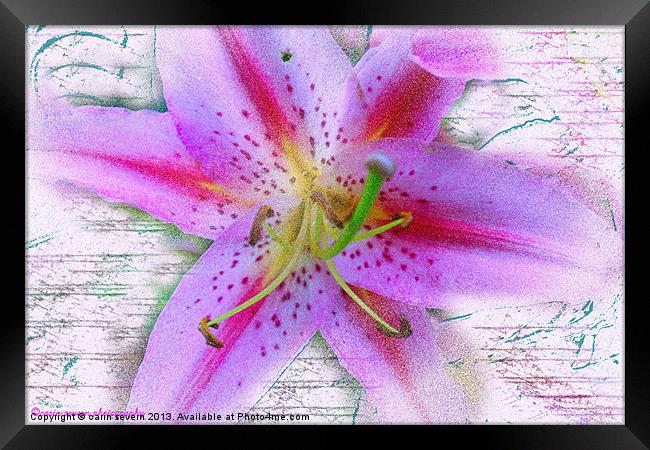 pink lily Framed Print by carin severn