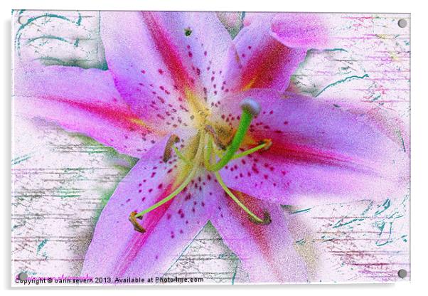 pink lily Acrylic by carin severn