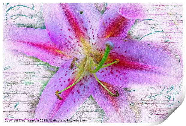 pink lily Print by carin severn
