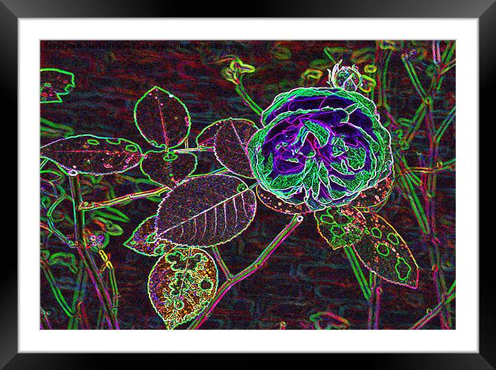 Abstract Rose Framed Mounted Print by Trevor Kersley RIP