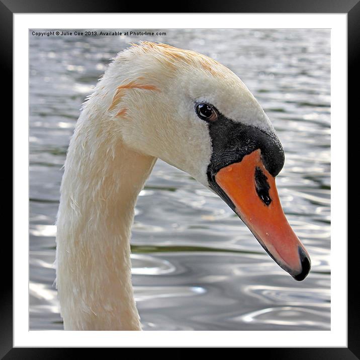 Swan Framed Mounted Print by Julie Coe