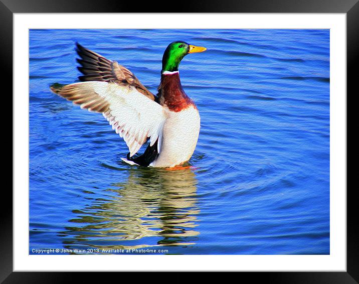 Duck on the Lake  Framed Mounted Print by John Wain