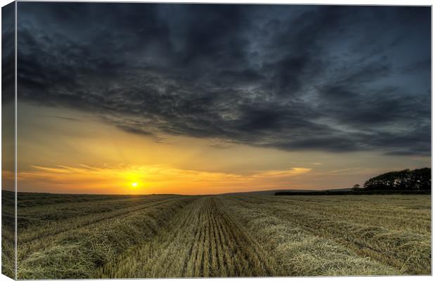 Harvest on Braunton Great Field North Devon Canvas Print by Dave Wilkinson North Devon Ph