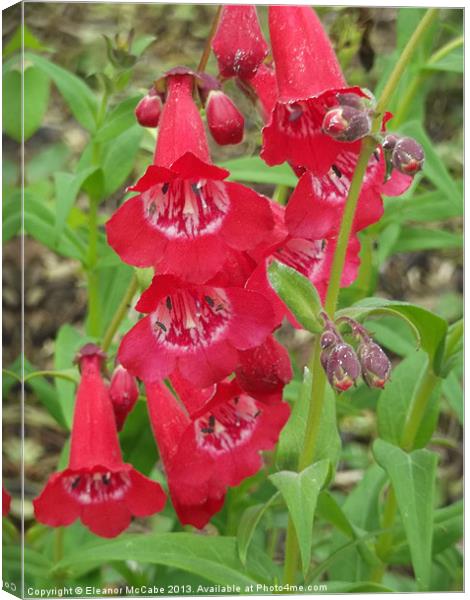 Scarlet Bells! Canvas Print by Eleanor McCabe