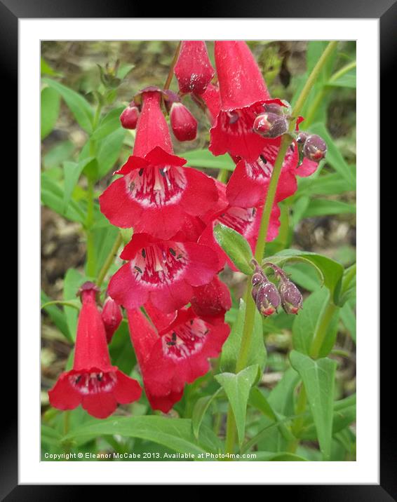 Scarlet Bells! Framed Mounted Print by Eleanor McCabe