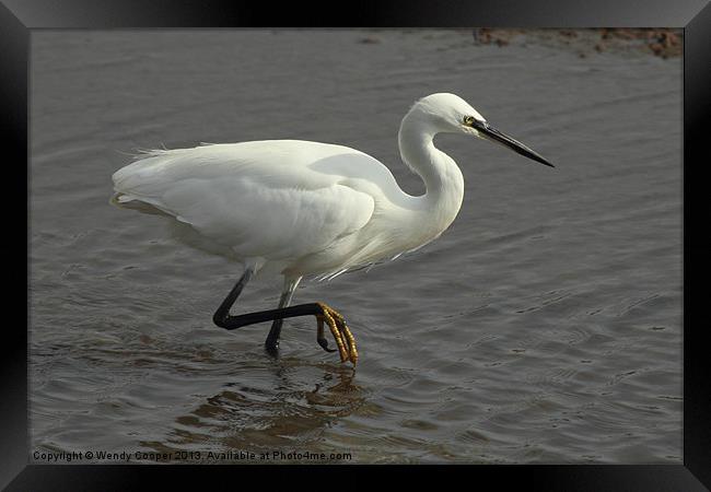 Little Egret Out to Lunch Framed Print by Wendy Cooper