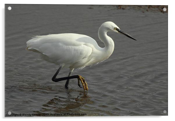 Little Egret Out to Lunch Acrylic by Wendy Cooper