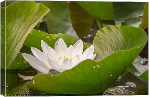 White Water Lily Canvas Print by Wendy Cooper