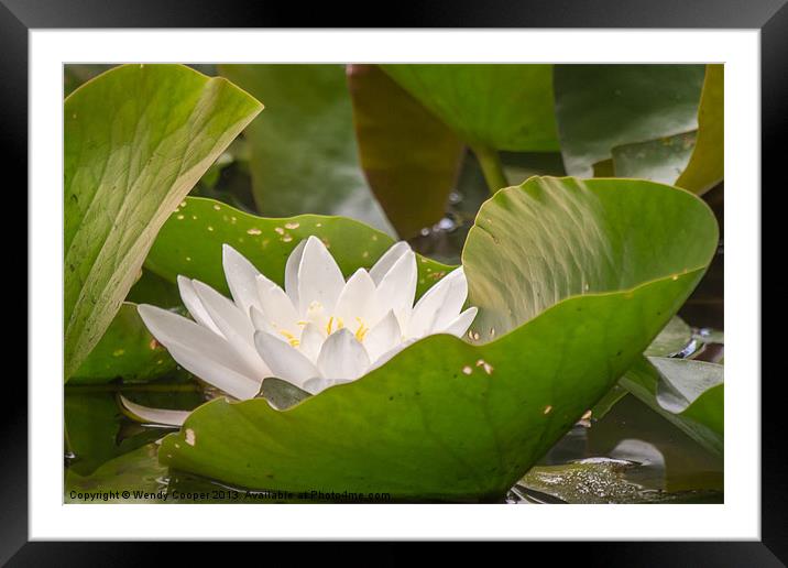 White Water Lily Framed Mounted Print by Wendy Cooper