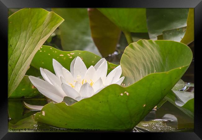 White Water Lily Framed Print by Wendy Cooper