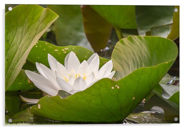 White Water Lily Acrylic by Wendy Cooper