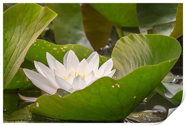 White Water Lily Print by Wendy Cooper