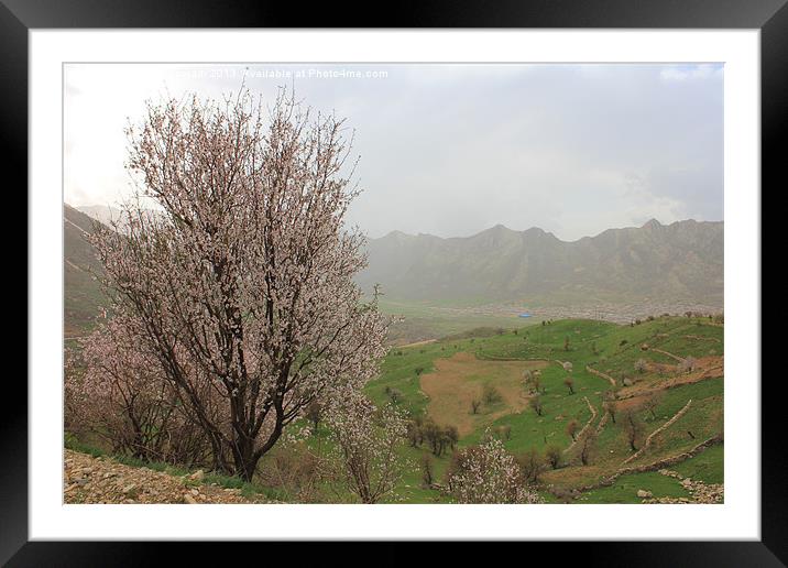 Springtime in the Shaliar(A Village in Uraman) Framed Mounted Print by abdolla sajadi