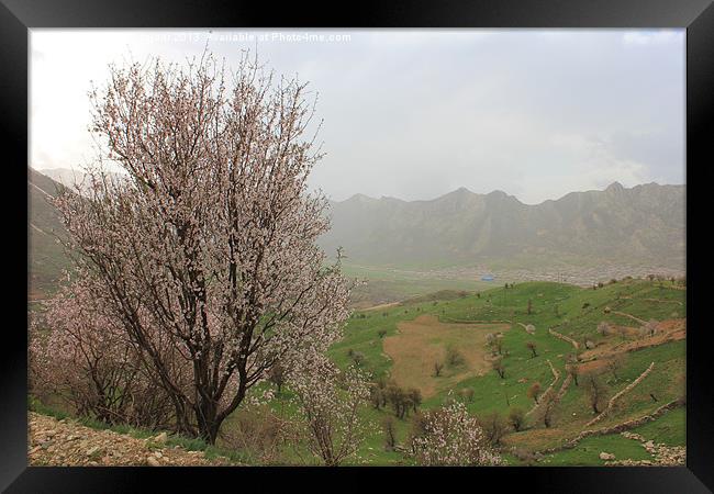 Springtime in the Shaliar(A Village in Uraman) Framed Print by abdolla sajadi
