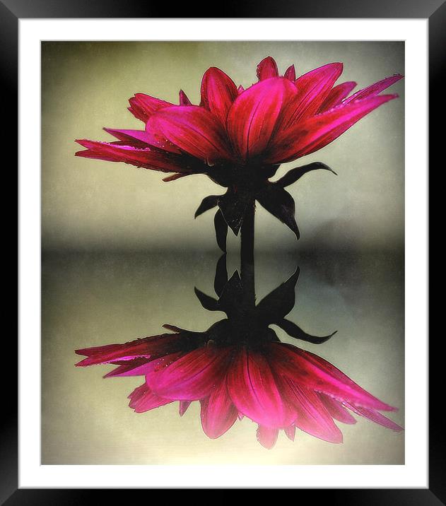 reflection Framed Mounted Print by dale rys (LP)