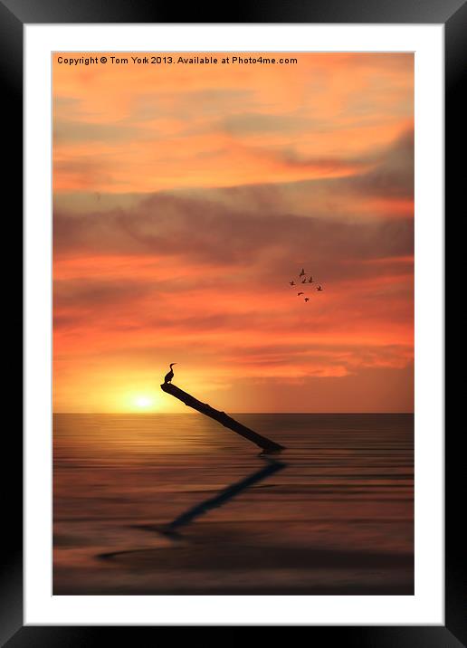CORMORANT IN THE SUNSET Framed Mounted Print by Tom York
