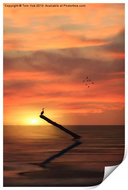 CORMORANT IN THE SUNSET Print by Tom York