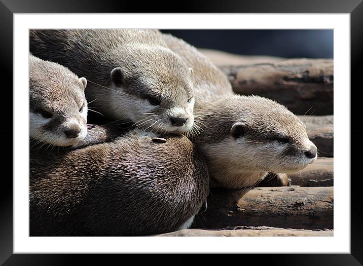Sleepy Otters Framed Mounted Print by Rosie Spooner