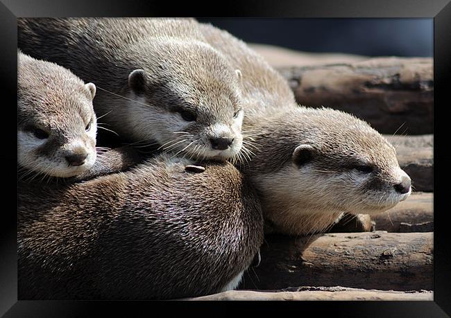 Sleepy Otters Framed Print by Rosie Spooner