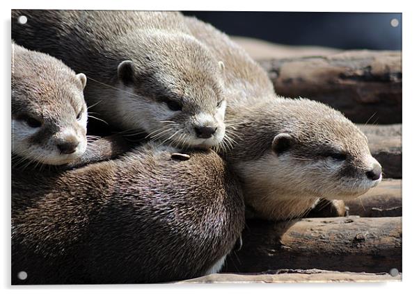 Sleepy Otters Acrylic by Rosie Spooner