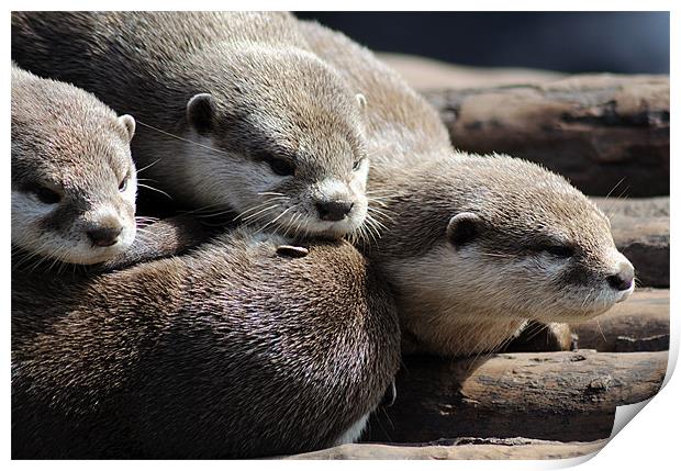 Sleepy Otters Print by Rosie Spooner