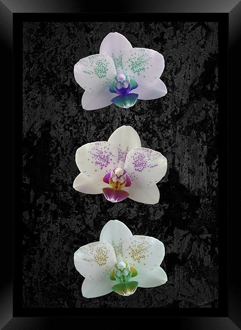 Orchid Trio Framed Print by Malcolm McHugh