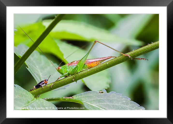 grasshopper meets cricket Framed Mounted Print by Craig Lapsley