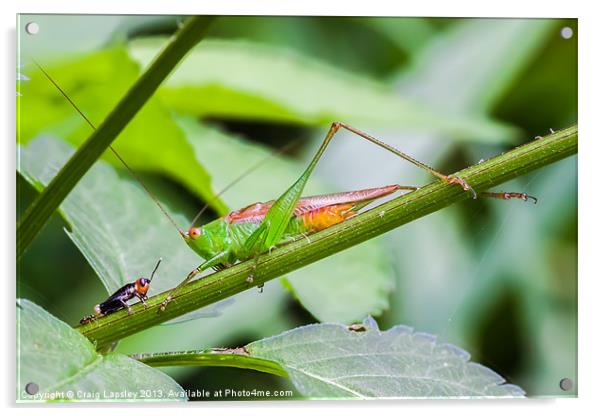 grasshopper meets cricket Acrylic by Craig Lapsley