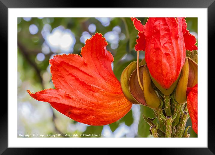 Flame of the forest flower Framed Mounted Print by Craig Lapsley