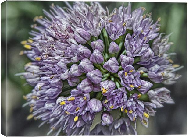 Chive Canvas Print by Mary Lane