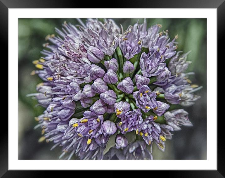 Chive Framed Mounted Print by Mary Lane