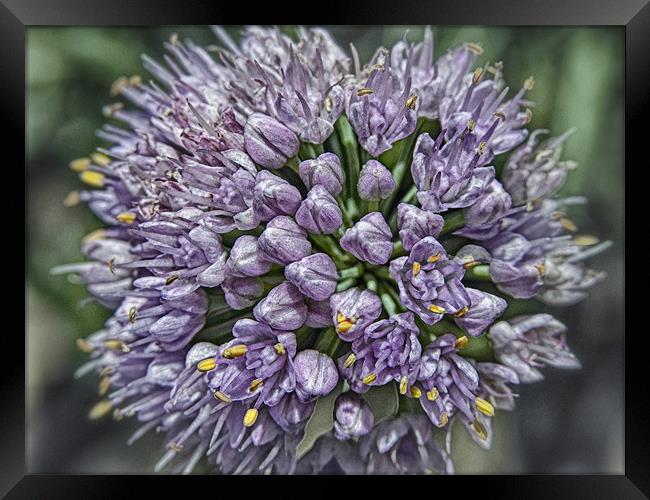 Chive Framed Print by Mary Lane