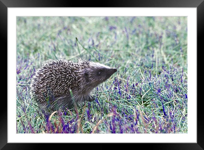 Ozzy The Hedgehog Framed Mounted Print by Yana  Kambites