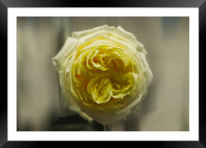 Yellow Rose Framed Mounted Print by Igors Krjukovs
