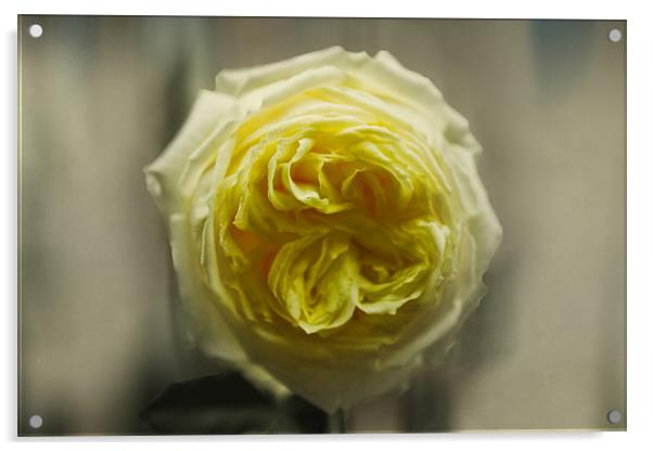 Yellow Rose Acrylic by Igors Krjukovs
