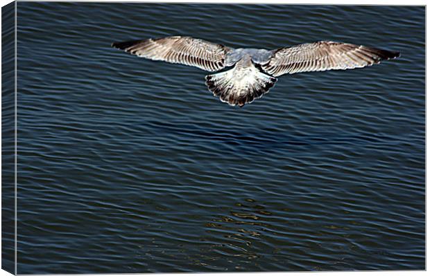 Seagull in Flight Canvas Print by val butcher
